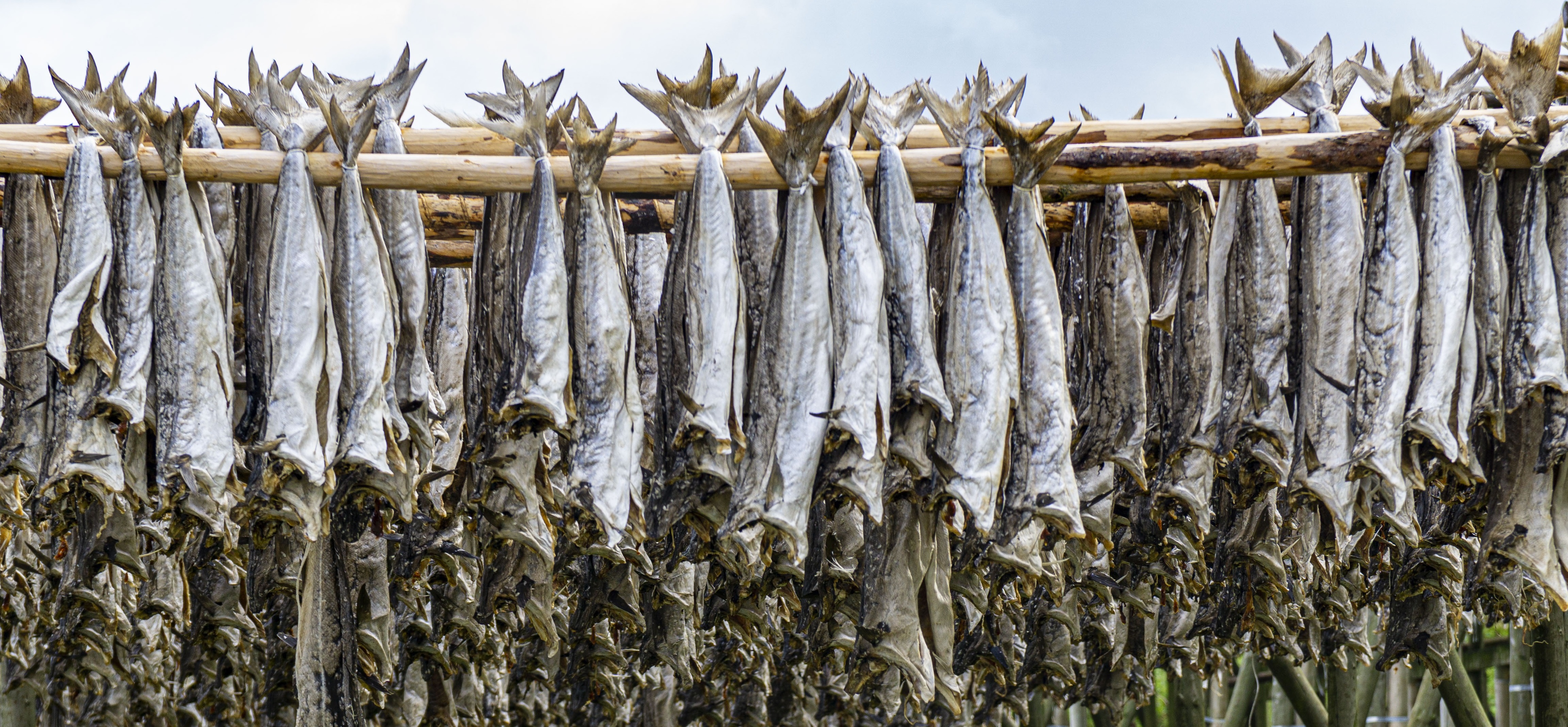 Politikk på fabrikken: Framtidas blå åker