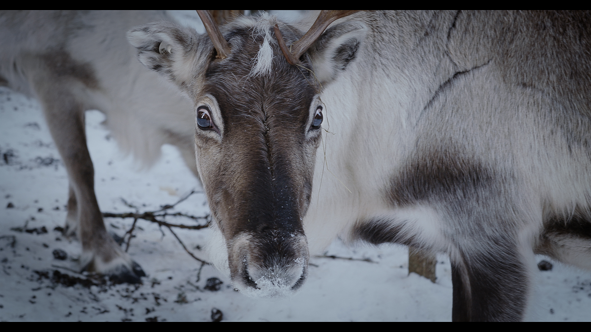 FØRPREMIERE: Same mot same